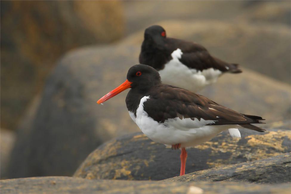 Ostreros euroasiáticos (Haematopus ostralegus)